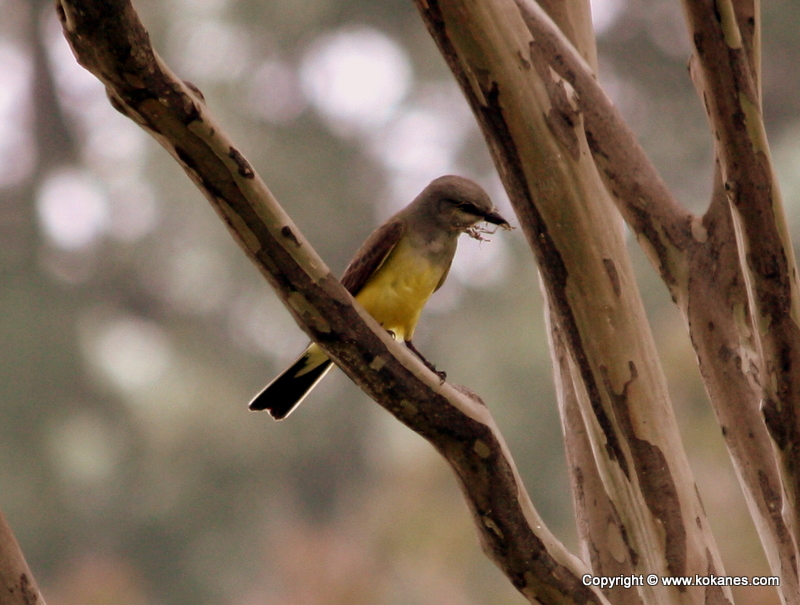 Western Kingbird